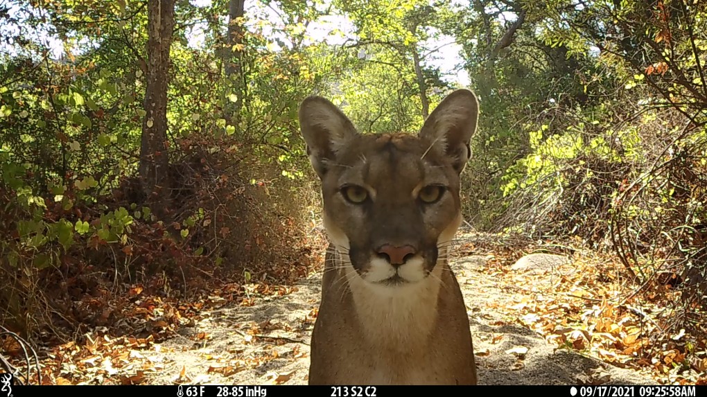 Mountain lions, plastic and climate top environmentals’ 2022 wish list